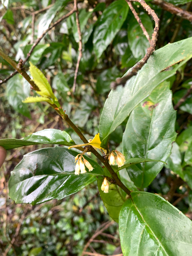 Japanese Maesa (Maesa japonica)