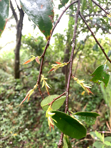 Dark spotted cherry (Prunus phaeosticta)