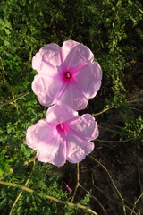 Ipomoea carnea