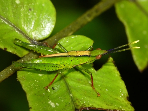 Pseudopyrgus curtipennis, 2026-02-28