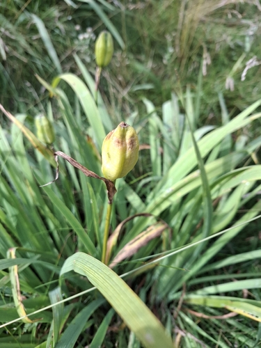 Beach-head Iris (Iris setosa)