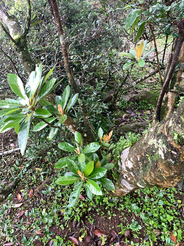 Eriobotrya deflexa (Eriobotrya deflexa)