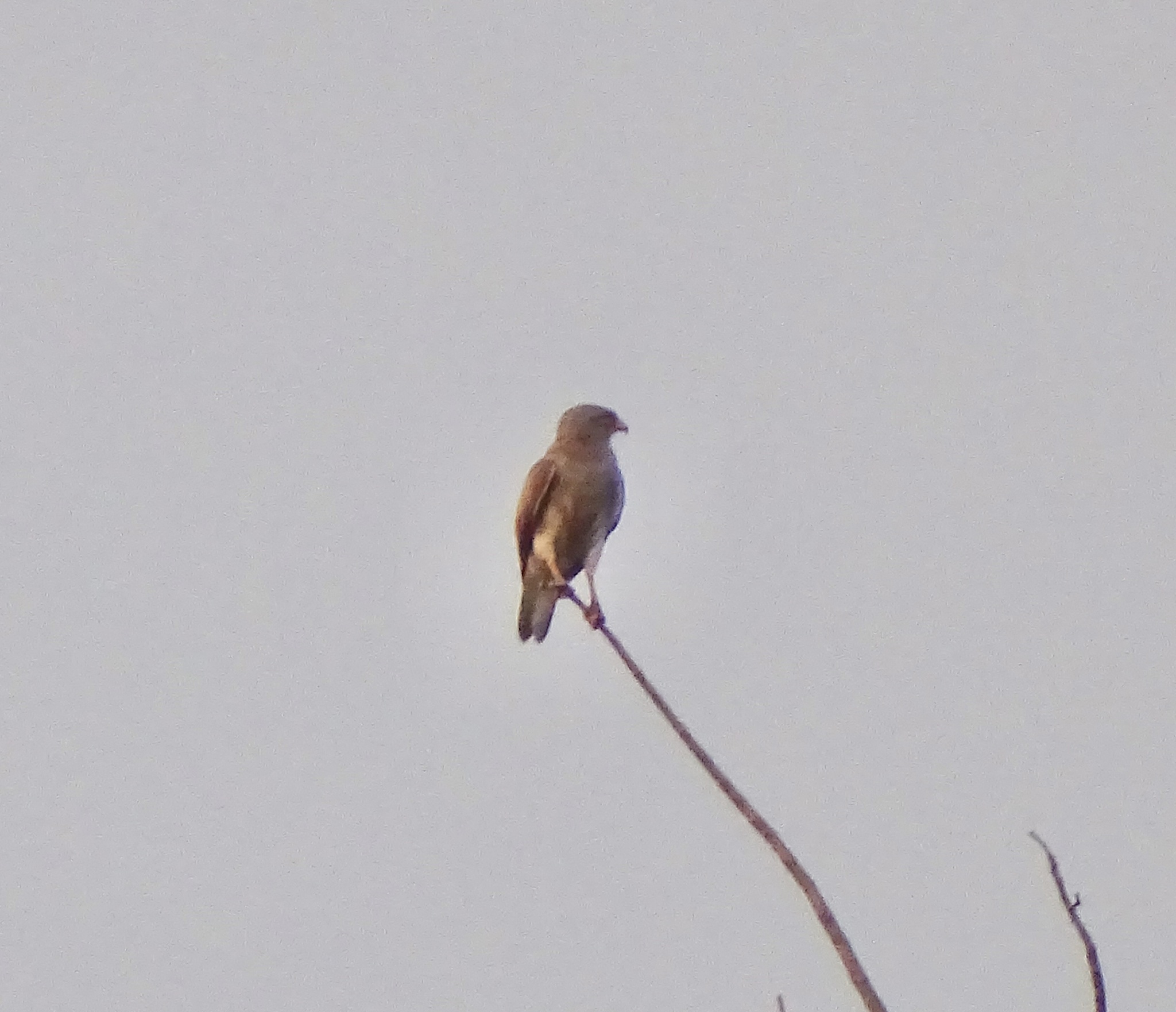 Rufous-winged Buzzard (Butastur liventer), photo 5