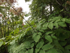 Aralia cordata