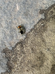 Hoplomutilla spinosa