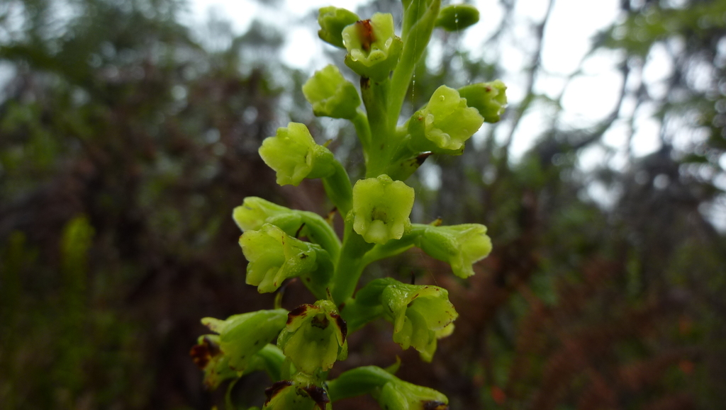 Benthamia chlorantha
