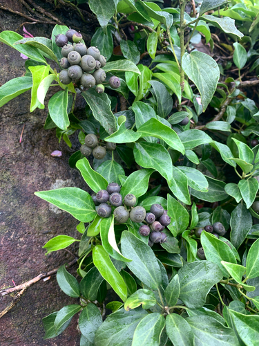 Hedera rhombea, photograph 6
