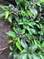 Hedera rhombea, photograph (c) 呂一起(Lyu yi-chi), some rights reserved (CC BY)