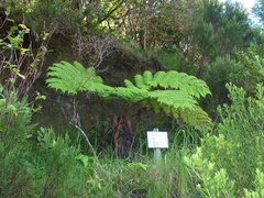 Cyathea glauca