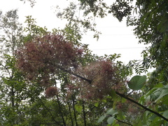 Aralia cordata