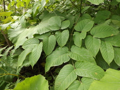 Aralia cordata