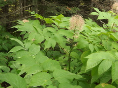 Aralia cordata