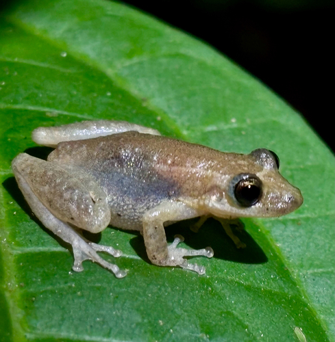 Villavicencio Snouted Treefrog