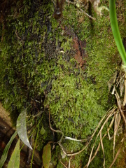 Hymenophyllum digitatum
