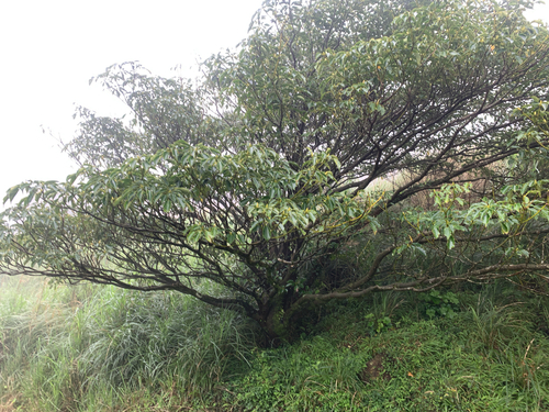 Cartwheel Tree (Trochodendron aralioides)