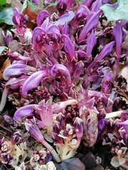 Lathraea clandestina