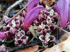 Lathraea clandestina