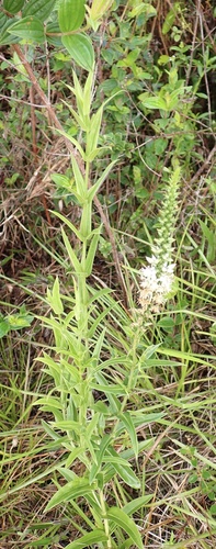 Coutoubea spicata, photograph 5