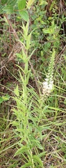 Coutoubea spicata, photograph author not stated, no rights reserved