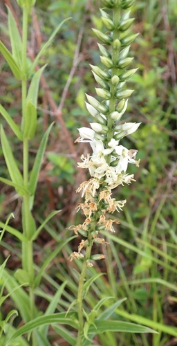 Coutoubea spicata, photograph 6