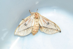 Gonogramma despecta