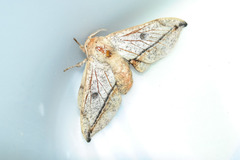 Gonogramma despecta