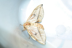 Gonogramma despecta