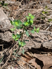 Euphorbia tetrapora