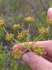 Lichtensteinia latifolia