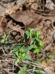Euphorbia tetrapora