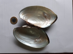 Anodontites trapesialis