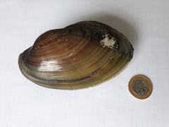 Anodontites trapesialis