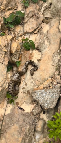 Yellow-spotted Keelback