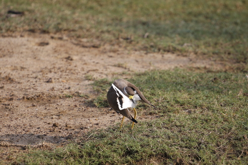 Yellow-wattled Lapwing (Vanellus malabaricus), photo 10