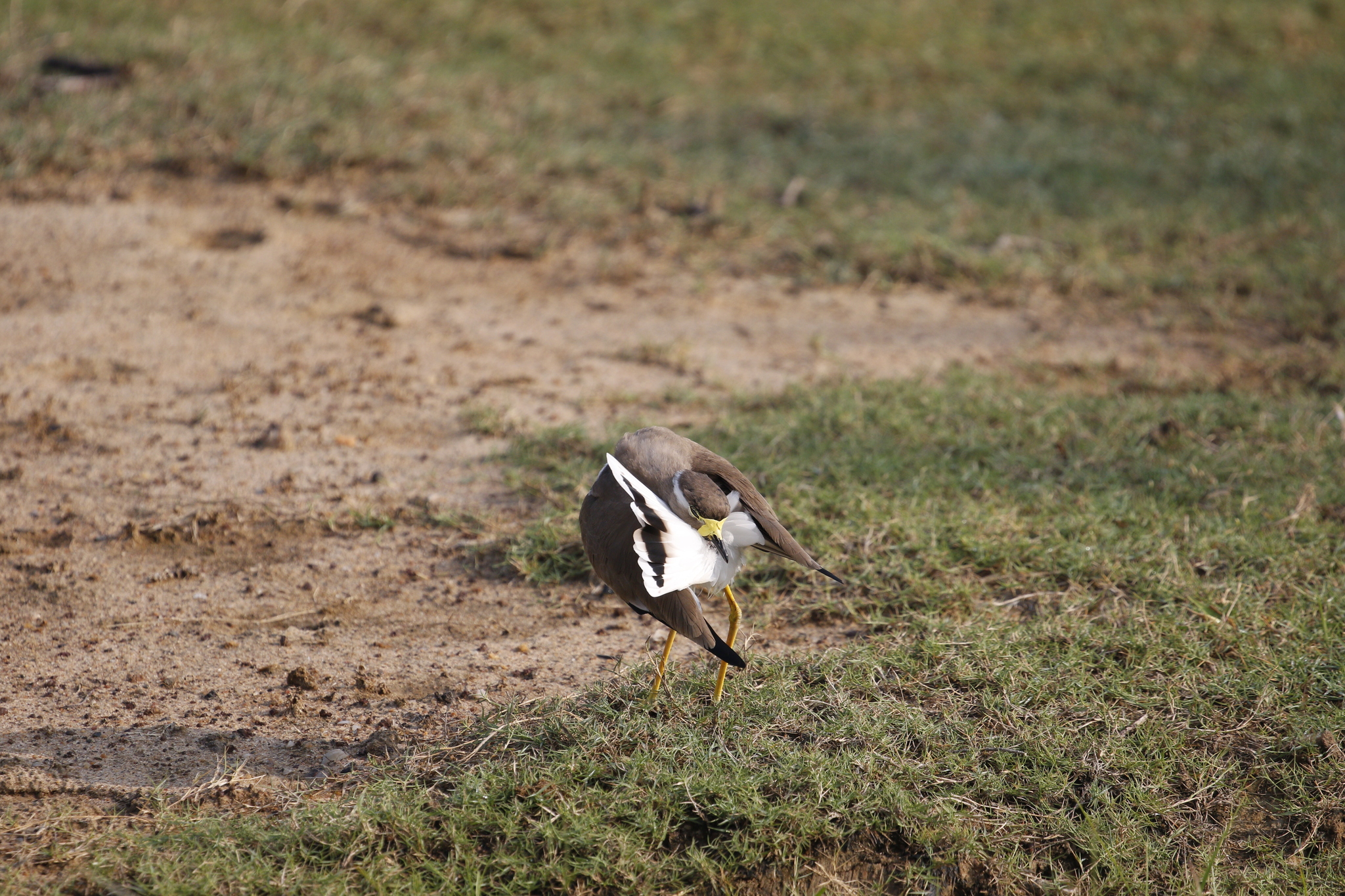 Yellow-wattled Lapwing (Vanellus malabaricus), photo 10