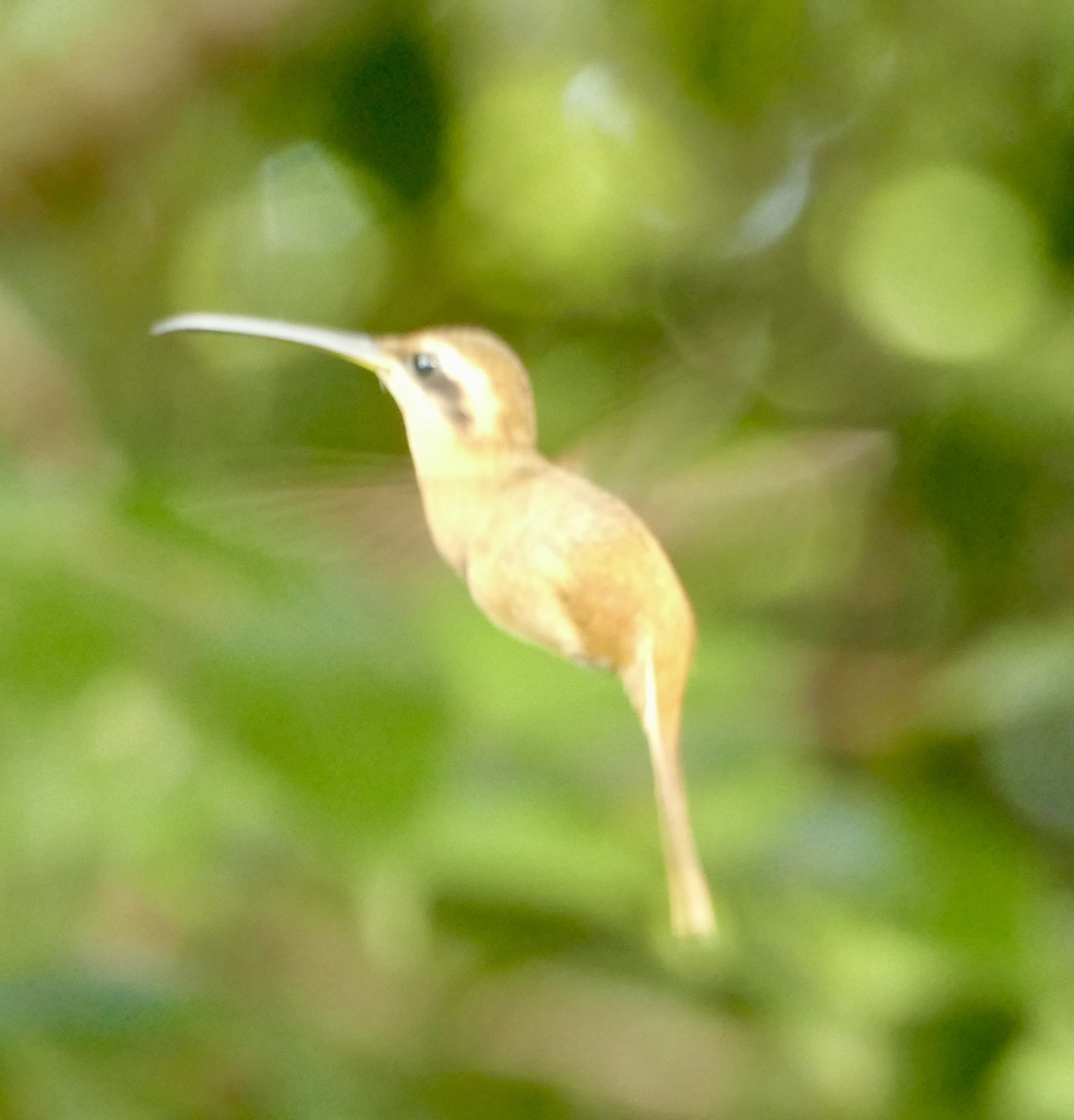 Reddish Hermit (Phaethornis ruber), photo 5