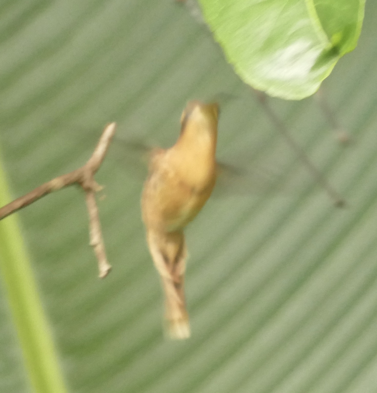 Reddish Hermit (Phaethornis ruber), photo 6