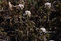 Noccaea cochleariformis