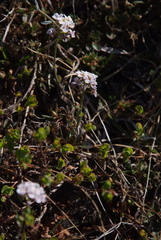 Noccaea cochleariformis