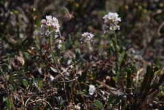 Noccaea cochleariformis