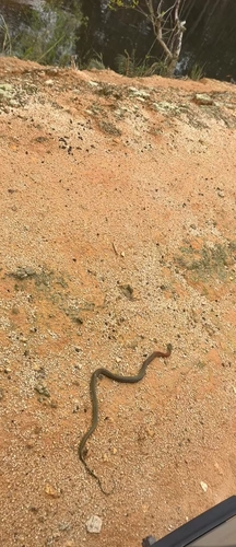 Heller's Red-necked Keelback