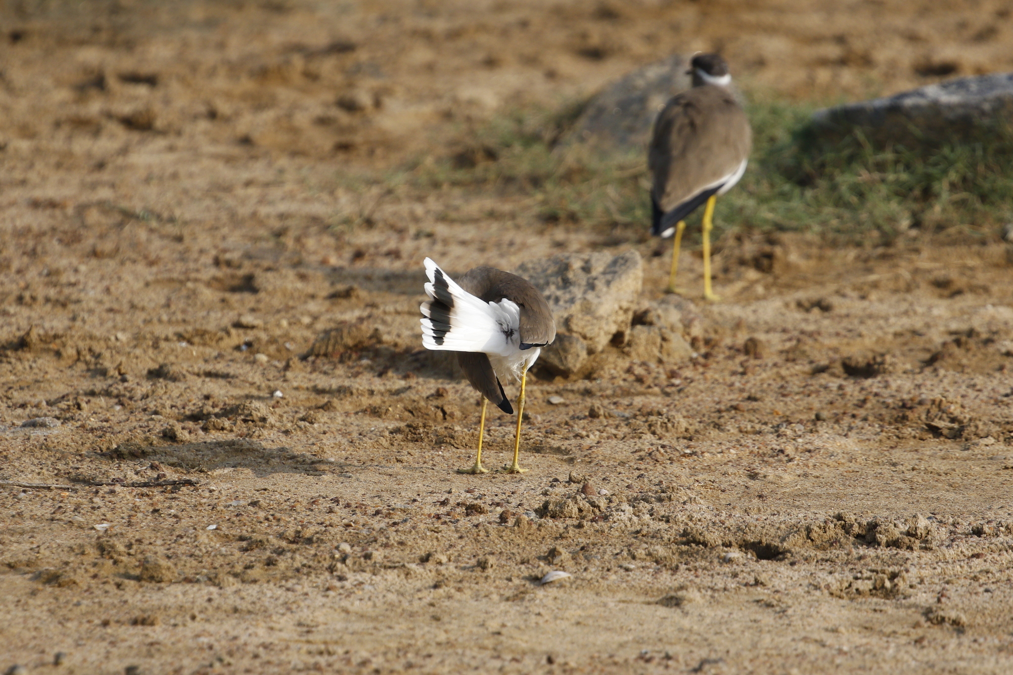 Yellow-wattled Lapwing (Vanellus malabaricus), photo 2