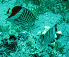 Chaetodon paucifasciatus