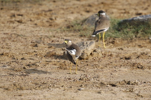 Yellow-wattled Lapwing (Vanellus malabaricus), photo 3