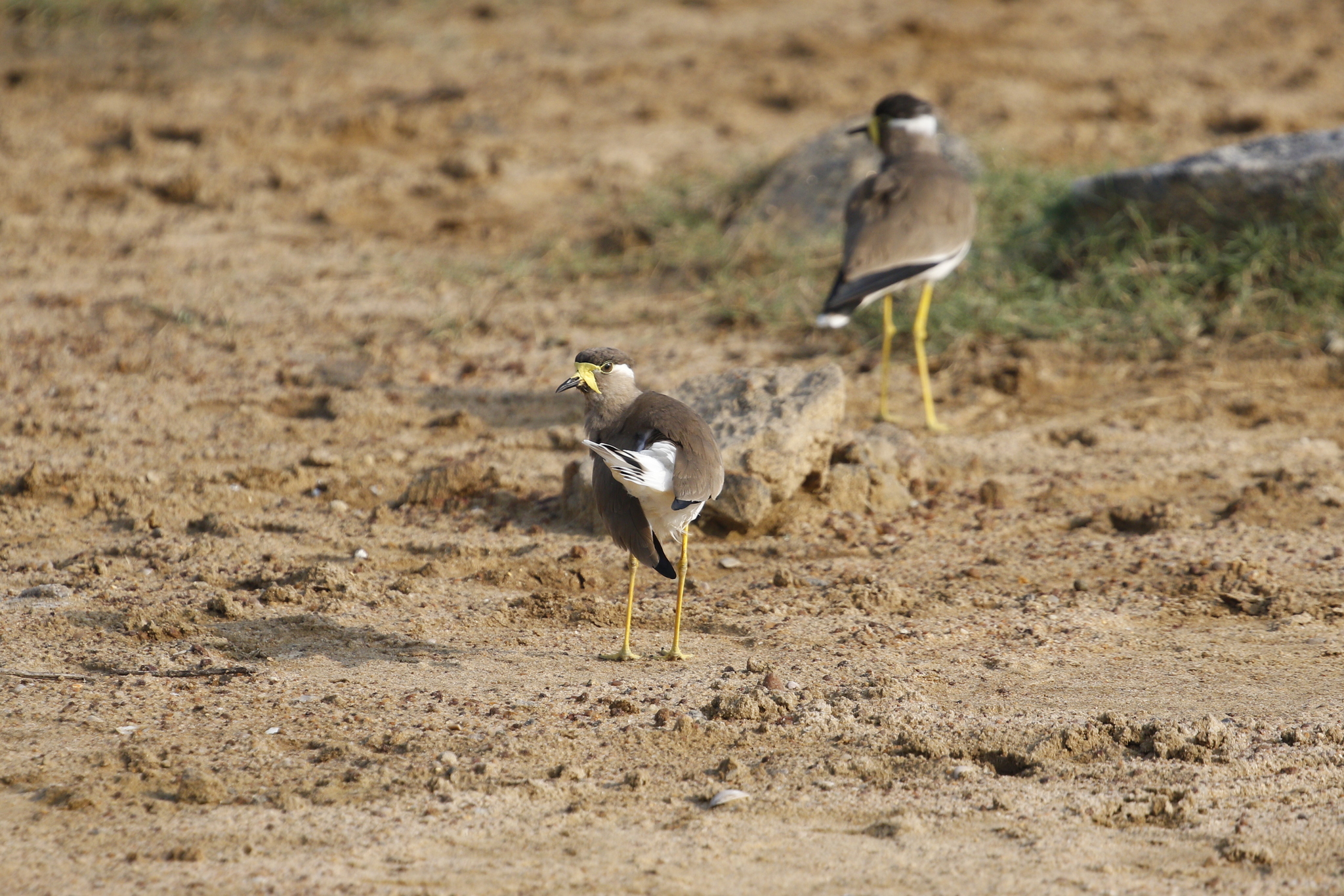 Yellow-wattled Lapwing (Vanellus malabaricus), photo 3