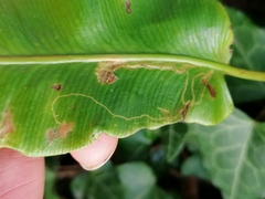 Phytomyza scolopendri