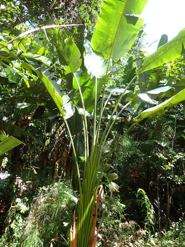 Phenakospermum guyannense, photograph 3