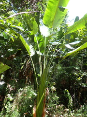 Phenakospermum guyannense, photograph author not stated, no rights reserved
