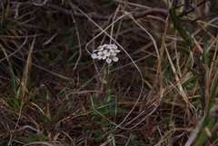 Noccaea cochleariformis