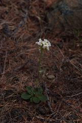 Noccaea cochleariformis